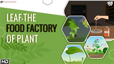 why are leaves called the food factory of the plant